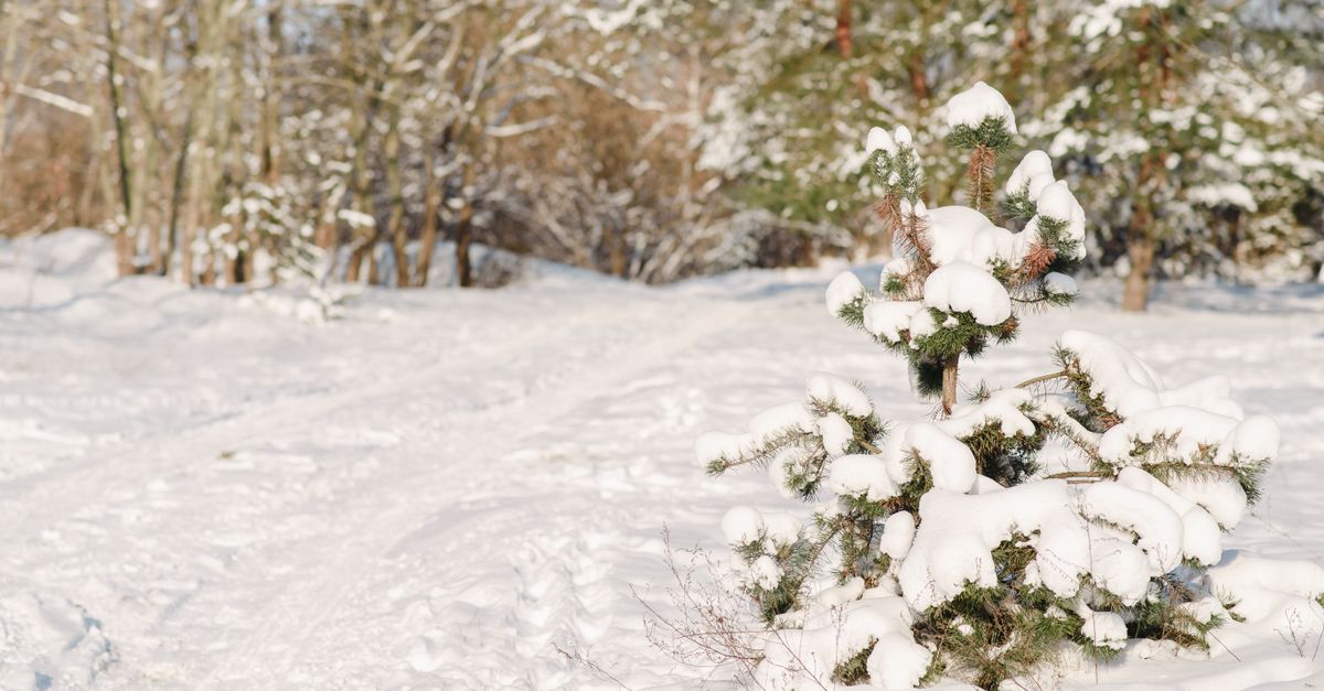 Tree Snow Ground Snow Covered Ground with trees · Free Stock Photo