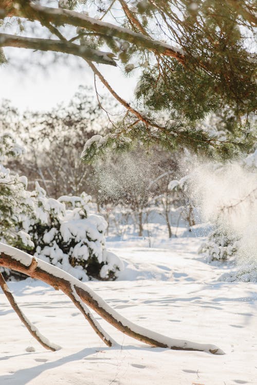 Photos gratuites de arbres, branches, chute de neige