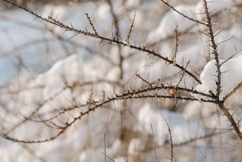 Free Close-up of a Tree Branch During Winter Stock Photo