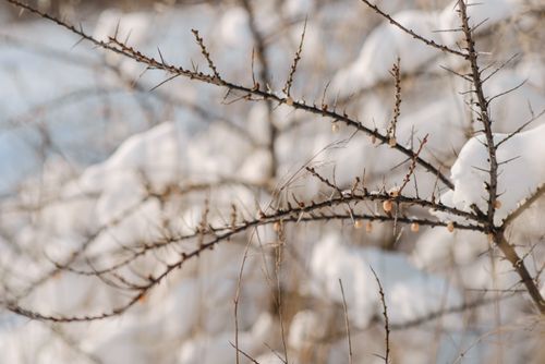 Free A detailed view of snow-covered tree branches in a winter landscape, showcasing nature's intricate beauty. Stock Photo