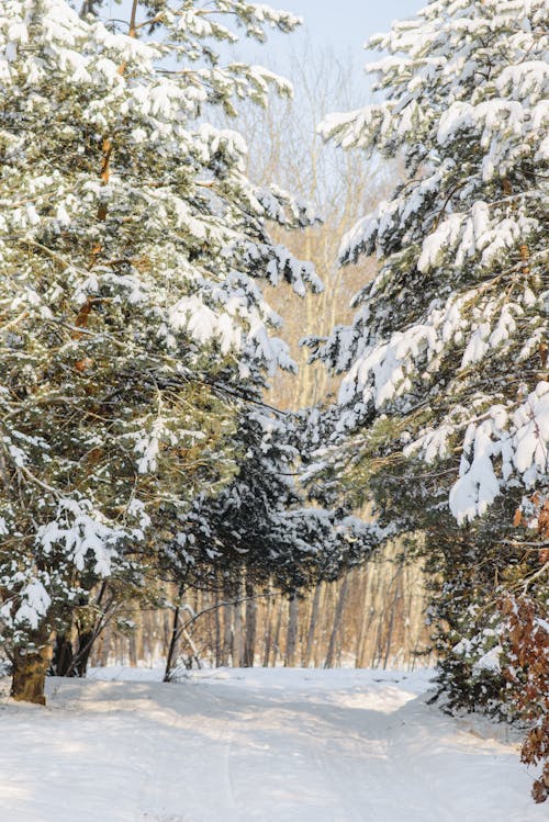 A Snow Covered Trees on a Snow Covered Ground