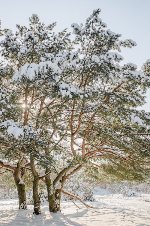コールド, トランクス, 冬の無料の写真素材