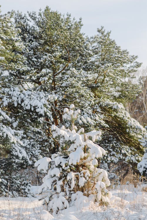 Imagine de stoc gratuită din acoperit de zăpadă, arbori, congelare