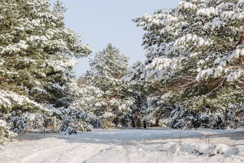 A Growing Trees on a Snow Covered Ground