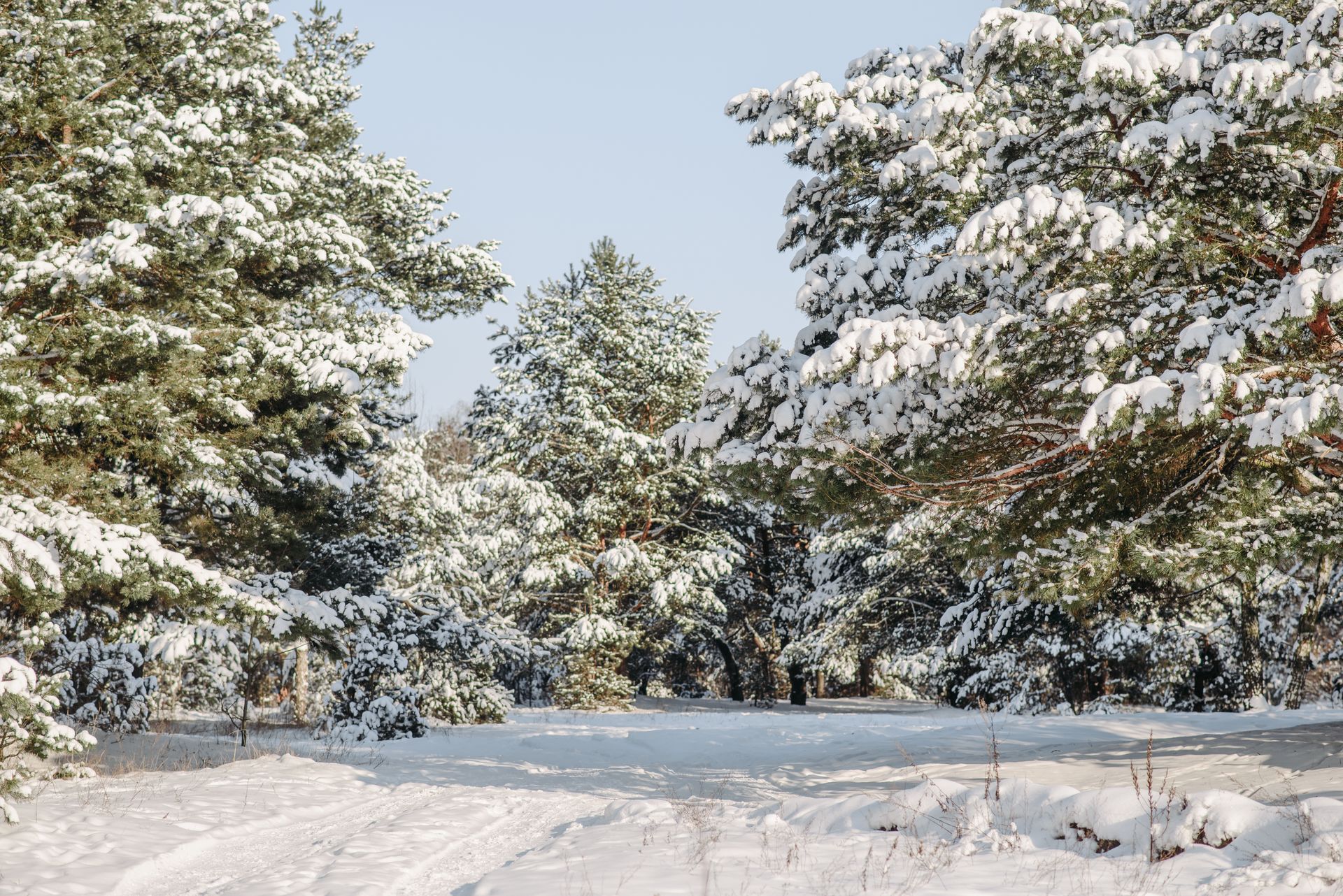 A Growing Trees on a Snow Covered Ground
