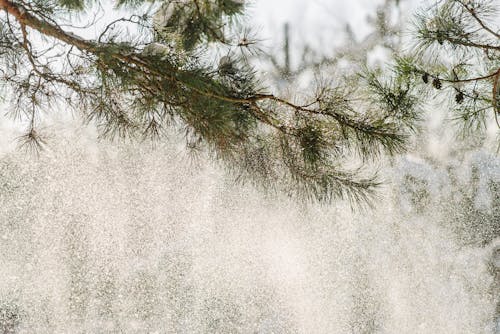Close-up of Snow Falling from a Coniferous Tree Branch 