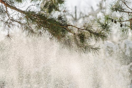 Gratis stockfoto met boom, Bos, bossen