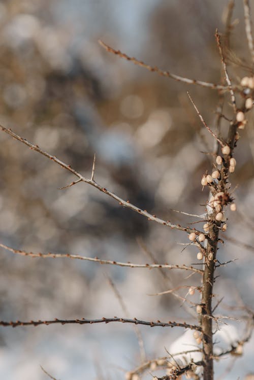Vertical Shot of a Tree Branch During Winter