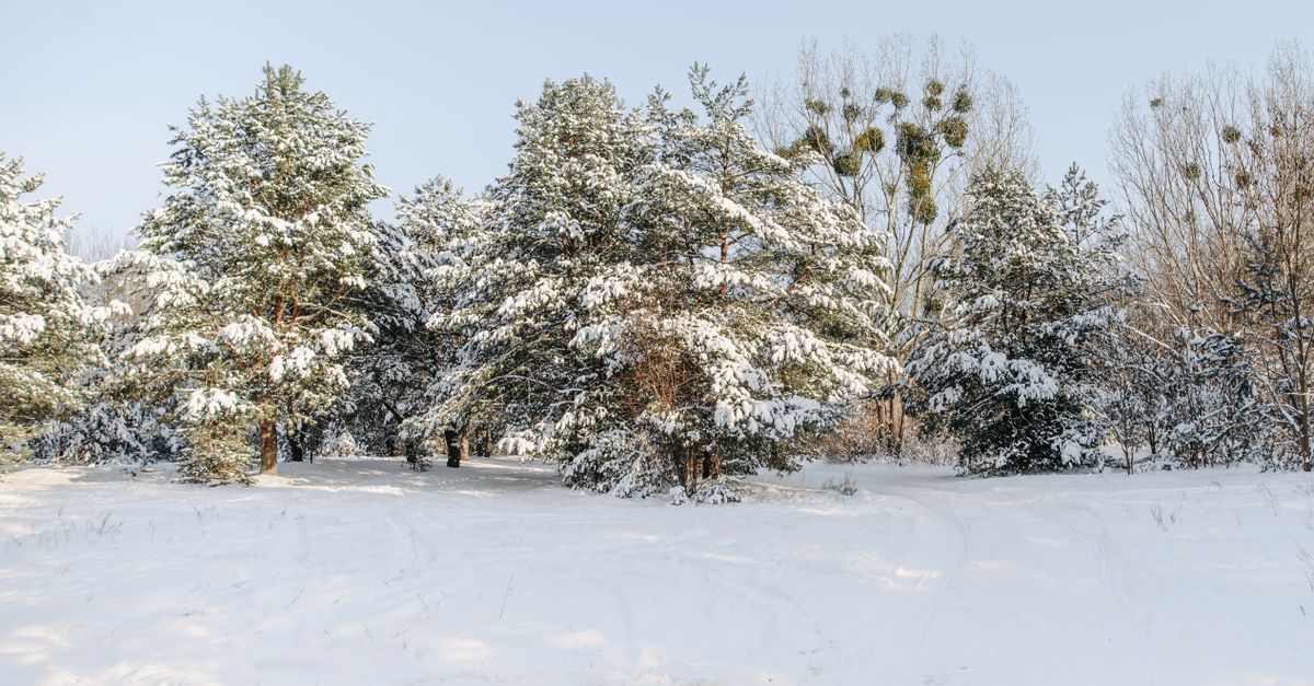 Tree Snow Ground Photo of Trees on Snow Covered Ground · Free Stock Photo