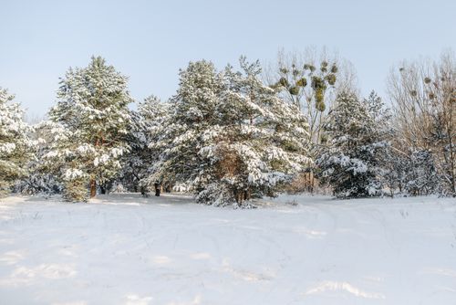 Free Tranquil winter landscape with snow-covered trees and bright daylight. Perfect for nature enthusiasts. Stock Photo