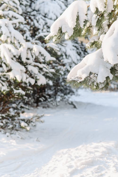 View of Coniferous Trees Covered in Snow 