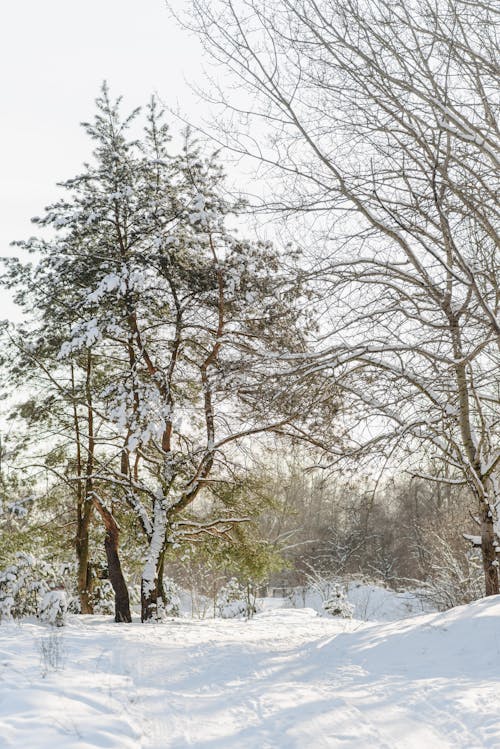 Fotobanka s bezplatnými fotkami na tému chladný, ľadový, mrazivo