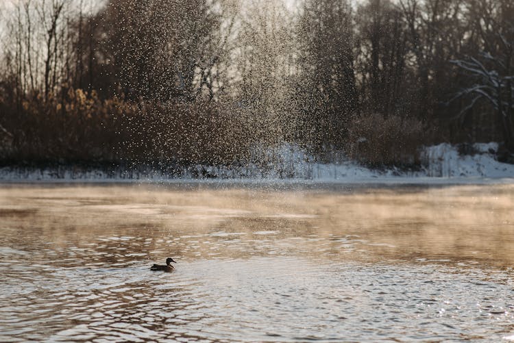 Snow Falling On A Duck Swimming In A Lake