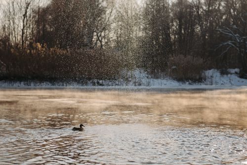 Free A serene winter scene with a duck swimming on a frosty lake as snow gently falls. Stock Photo