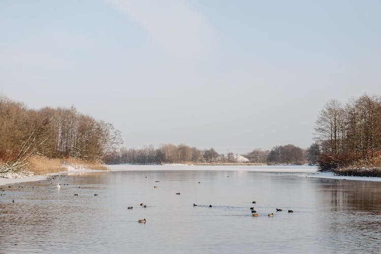 Ducks On A Lake During Winter