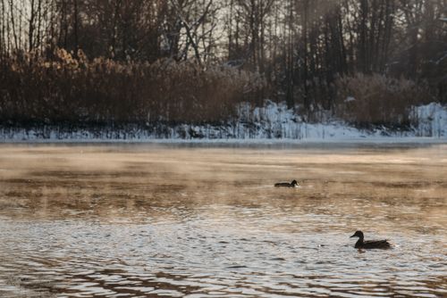 Free Peaceful winter landscape featuring ducks swimming on a misty lake. Stock Photo