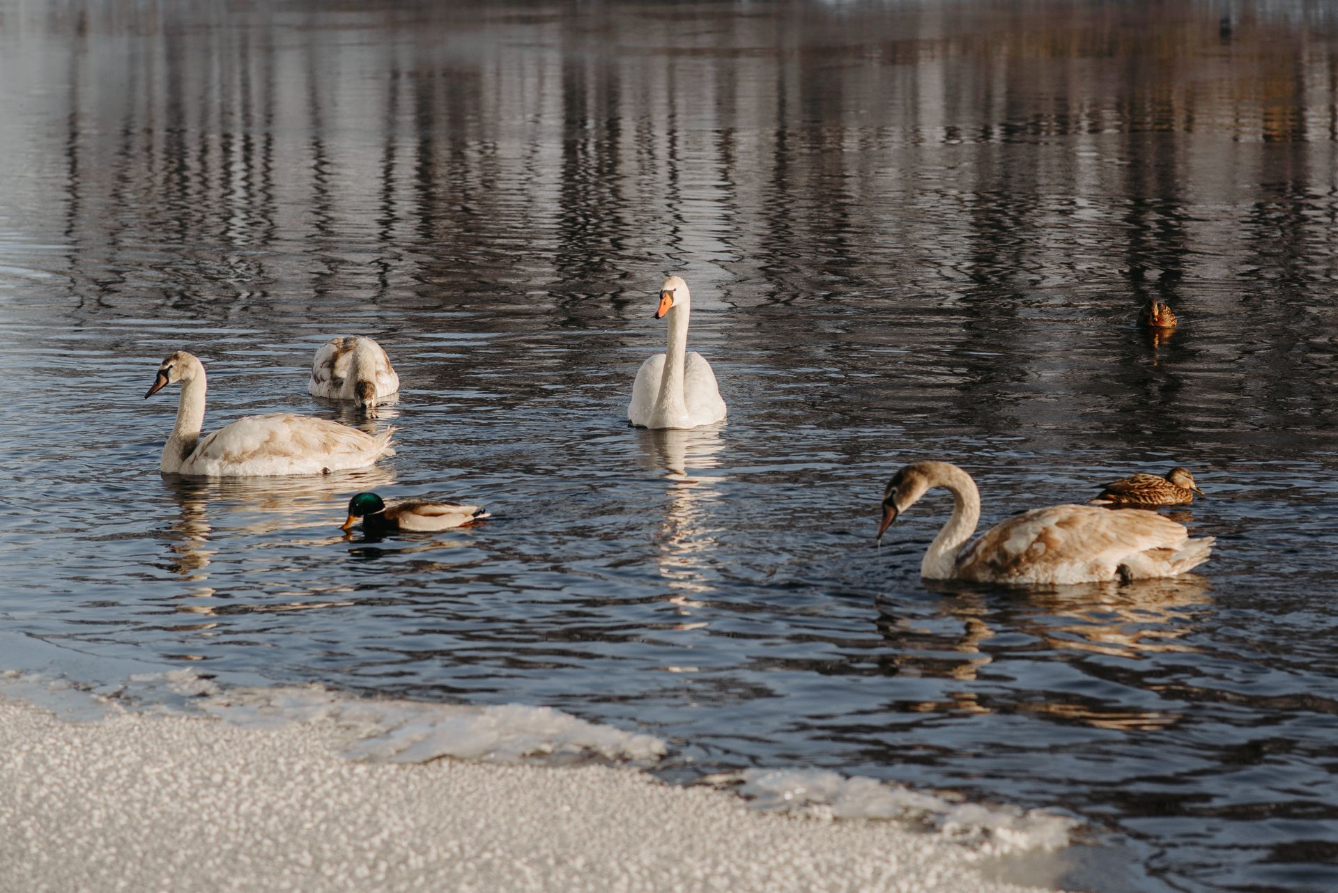 Waterfowls Floating on the Lake Near Winter Landscape