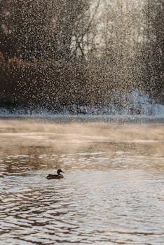 A lone duck glides across a calm lake during a gentle rainfall in a serene natural setting.