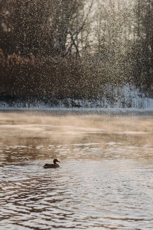 Free A lone duck glides across a calm lake during a gentle rainfall in a serene natural setting. Stock Photo