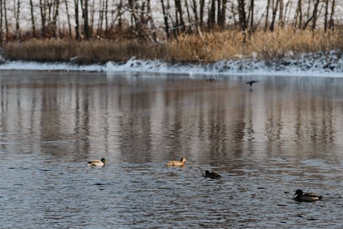 Imagine de stoc gratuită din fotografie de păsări, lac, păsări de apă