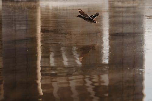 Безкоштовне стокове фото на тему «вода, водоплавна птиця, качка»