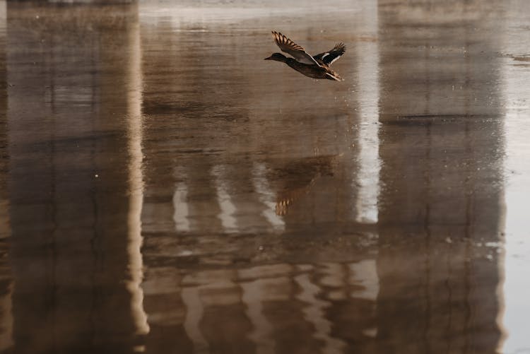 A Duck Flying Over A Lake