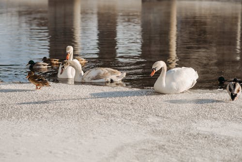 Základová fotografie zdarma na téma fotografování zvířat, jezero, labutě