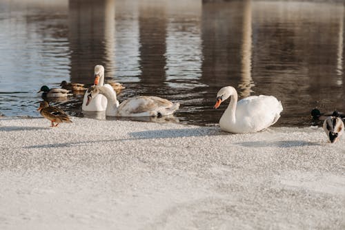 Ducks and Swans on the Lake