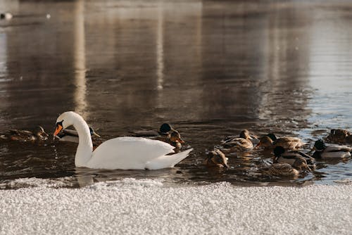 A Swan and Ducks Swimming on the Lake