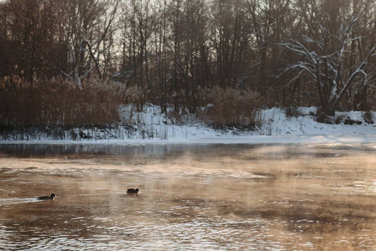 Ducks Swimming On The Lake