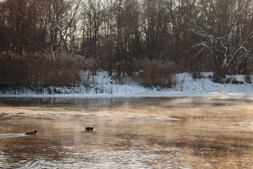 Free Two ducks glide across a tranquil icy lake surrounded by winter foliage. Stock Photo
