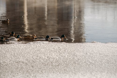 Ducks Swimming on the Lake