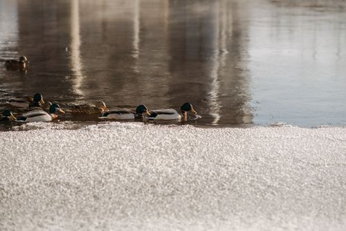 Free A serene winter scene of mallard ducks swimming on a partially frozen lake with reflections. Stock Photo
