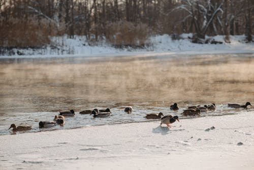 Ducks Swimming on the Lake