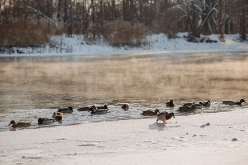 Free Ducks swimming in a partially frozen lake surrounded by snow and winter scenery. Stock Photo