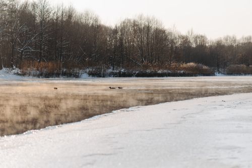 Free Peaceful winter scene with swans and ducks on a snowy, frozen lake. Stock Photo