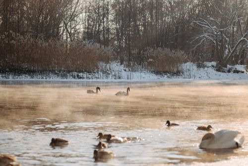 Free Swans and ducks swim gracefully on a misty lake surrounded by snowy trees, creating a serene winter scene. Stock Photo