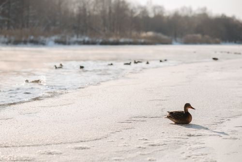 Free Winter scene of a duck on a snowy lake shore with a flock in the distance. Stock Photo