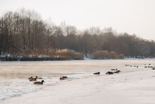 Free A serene winter scene with ducks swimming on a partially frozen lake surrounded by trees. Stock Photo