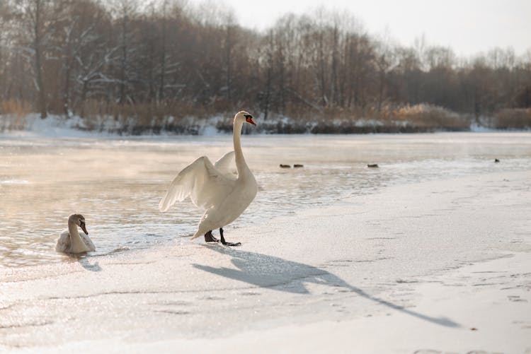 A Two Swans On The Lake During Winter