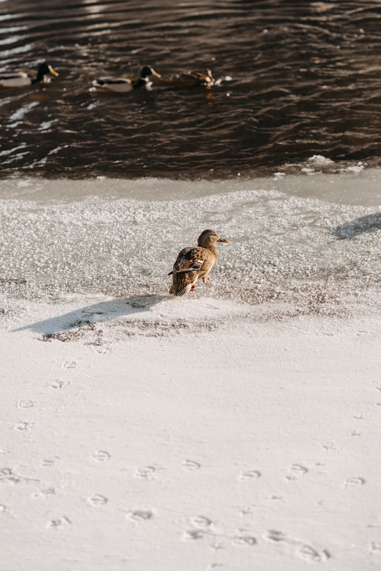 Wild Duck On Snow Covered Lakeshore