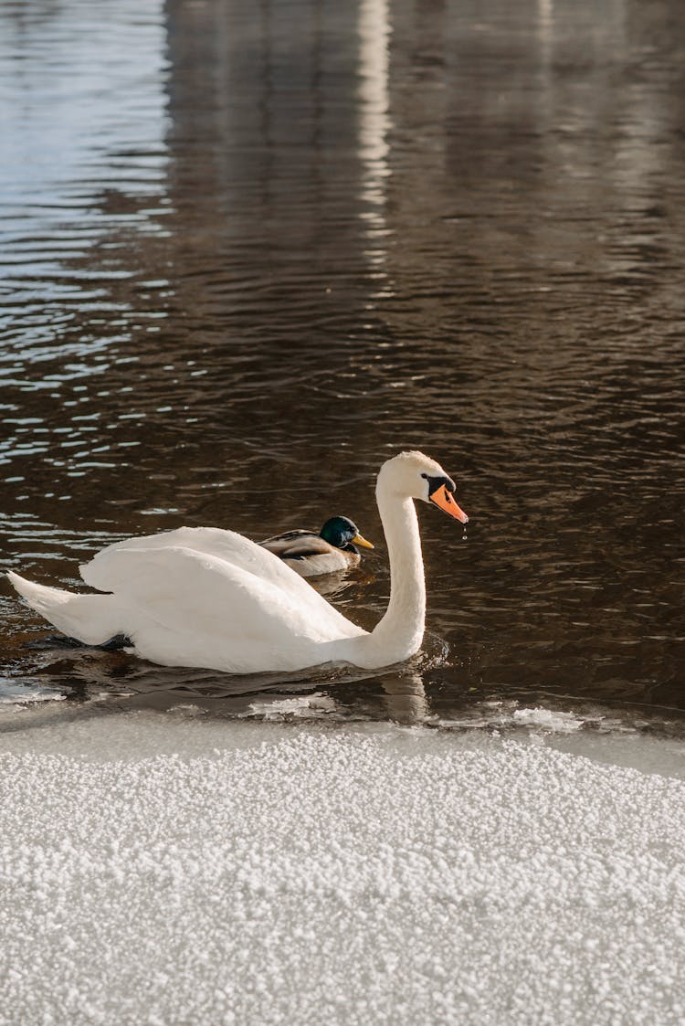 Swan And Mallard Floating On The Lake Near Snow Covered Ground