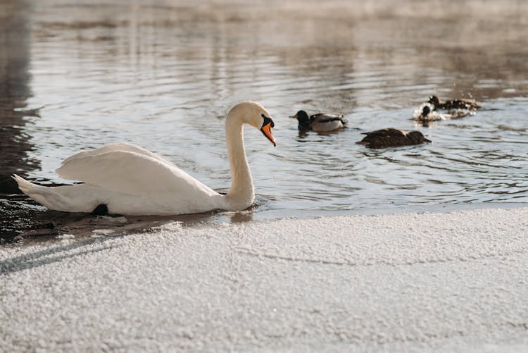 Ducks Paddling In The River