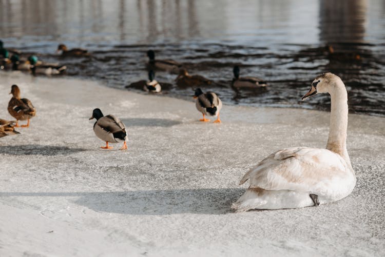 Ducks Swim On River