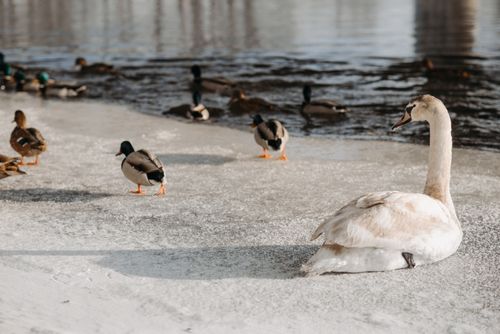 Free A peaceful scene of a swan and ducks resting on a frozen riverbank during winter. Stock Photo
