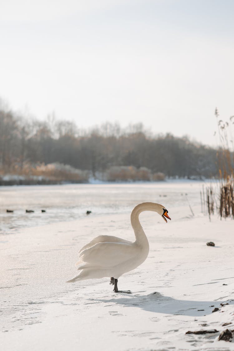 Swan Beside A River