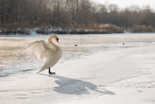 Ilmainen kuvapankkikuva tunnisteilla eläin, joki, joutsen