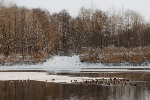 Brown Trees Near Body of Water