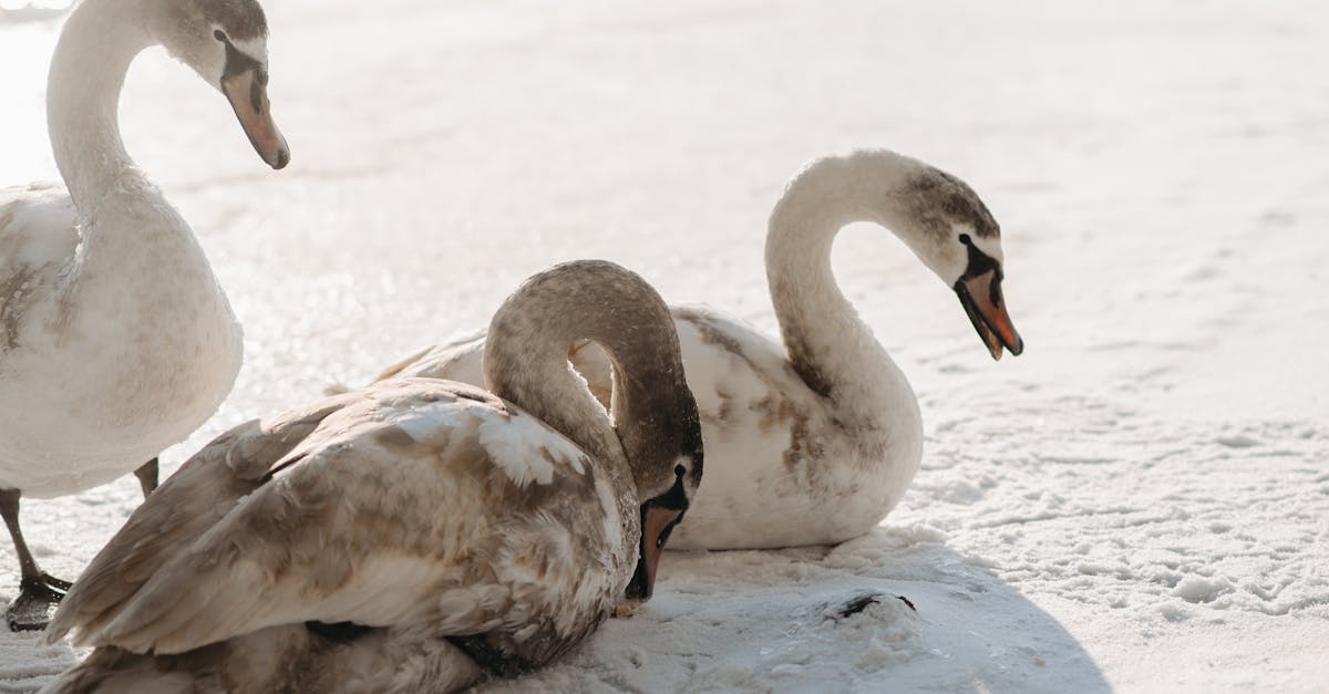 How do birds reproduce sexually video