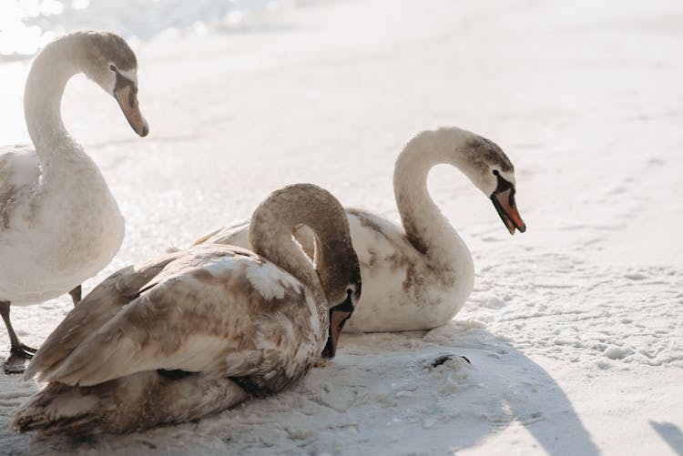 Swans On White Snow